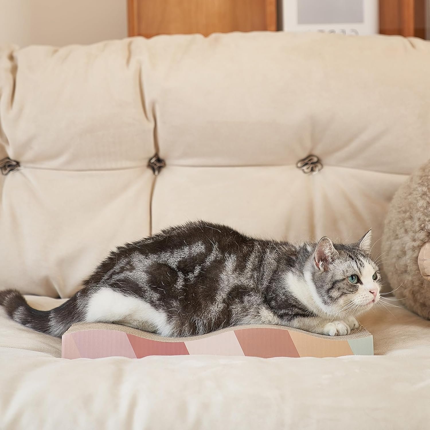 71rxBtbJbL._AC_SL1500_.jpg 71rxBtbJbL._AC_SL1500_.jpg